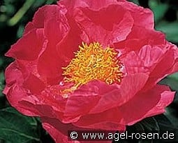 Paula Fay kaufen, click for more details Paula Fay