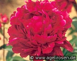 Peter Brand kaufen, click for more details Peter Brand