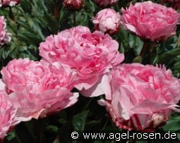 Pietertje Vriend Wagenaar kaufen, click for more details Pietertje Vriend Wagenaar