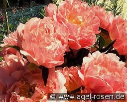 Pink Hawaiian Coral kaufen, click for more details Pink Hawaiian Coral