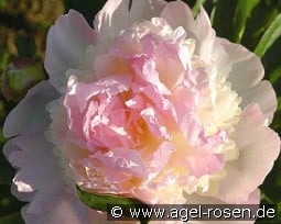 Raspberry Sundae kaufen, click for more details Raspberry Sundae