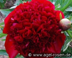 Red Charm kaufen, click for more details Red Charm