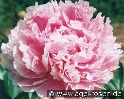 Sarah Bernhardt kaufen, click for more details Sarah Bernhardt