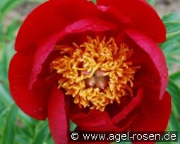 Scarlet o Hara kaufen, click for more details Scarlet o Hara