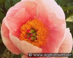 Soft Salmon Saucer kaufen, click for more details Soft Salmon Saucer