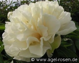 Sunny Girl kaufen, click for more details Sunny Girl