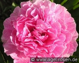 The Fawn kaufen, click for more details The Fawn