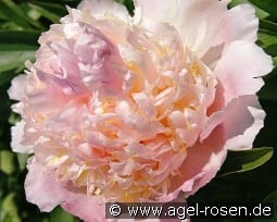 Top Brass kaufen, click for more details Top Brass