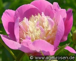 Wladyslawa kaufen, click for more details Wladyslawa