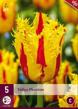 Phantom kaufen, click for more details Phantom