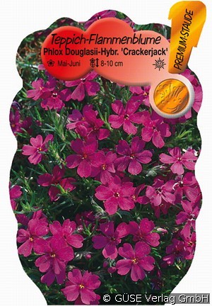 Polster-Phlox
