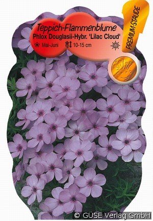 Polster-Phlox