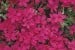 Polster-Phlox