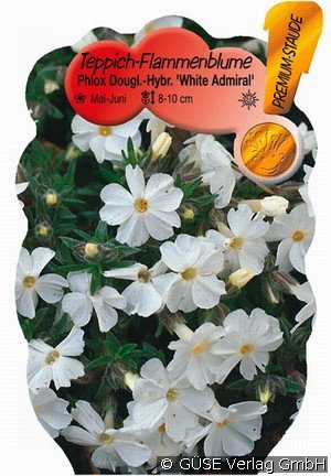 Polster-Phlox