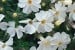 Polster-Phlox