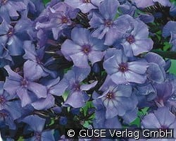 Flammenblume kaufen, clicken für mehr Details Flammenblume