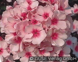 Flammenblume kaufen, clicken für mehr Details Flammenblume