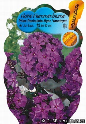 Flammenblume