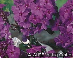 Flammenblume kaufen, click for more details Flammenblume