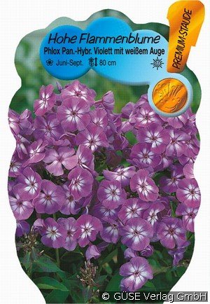 Flammenblume
