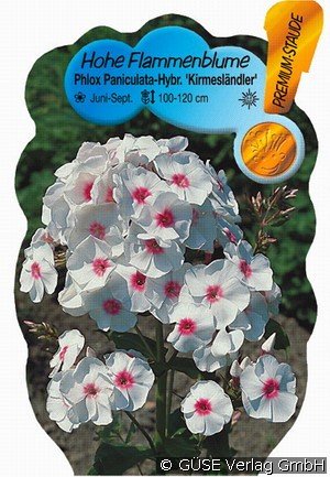 Flammenblume