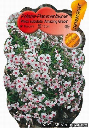 Teppich-Phlox