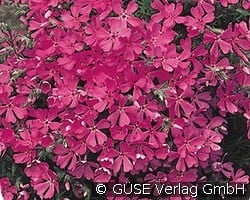 Flammenblume kaufen, click for more details Flammenblume