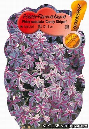 Teppich-Phlox