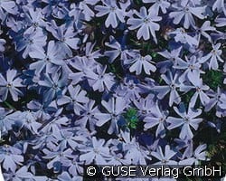 Teppich-Phlox kaufen, click for more details Teppich-Phlox