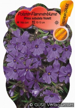 Teppich-Phlox kaufen, clicken für mehr Details Teppich-Phlox
