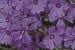 Teppich-Phlox