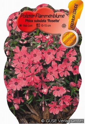 Polster-Flammenblume