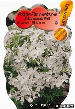 Teppich-Phlox