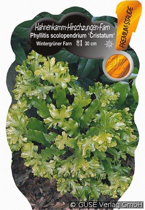 Hirschzungenfarn