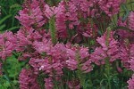 Etagenerika, clicken für mehr Details Etagenerika (Physostegia virginiana 'Rosea')