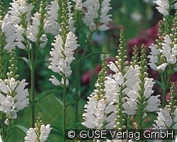 Etagenerika kaufen, clicken für mehr Details Etagenerika