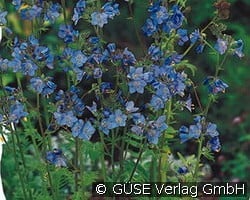 Jakobsleiter kaufen, clicken für mehr Details Jakobsleiter