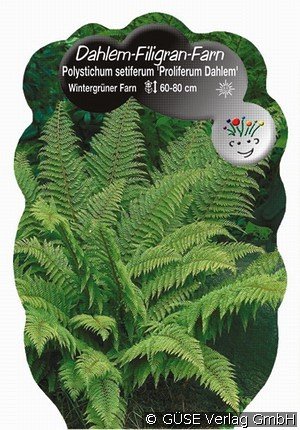 Schmaler Filigran-Farn