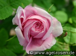 Duchesse de Rohan