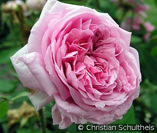 Mme. Knorr