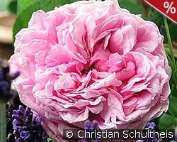 Comte de Chambord kaufen, clicken für mehr Details Comte de Chambord