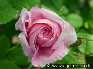 Duchesse de Rohan