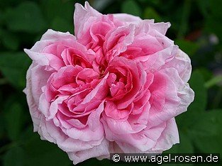 Mme. Boll