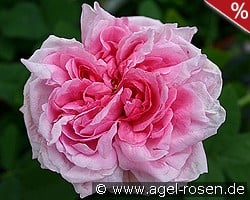 Mme. Boll kaufen, clicken für mehr Details Mme. Boll