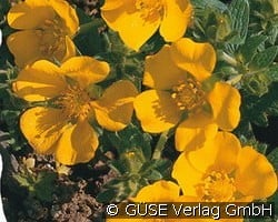 Fingerkraut kaufen, click for more details Fingerkraut