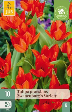 Praestans (Zwanenburg)  Variety