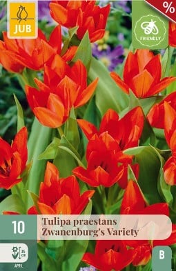 Praestans Zwanenburg's Variety kaufen, click for more details Praestans Zwanenburg's Variety