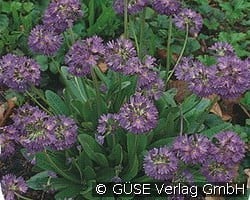 Kugel-Primel kaufen, clicken für mehr Details Kugel-Primel