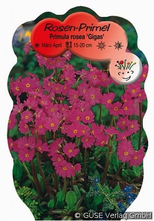 Rosen-Primel