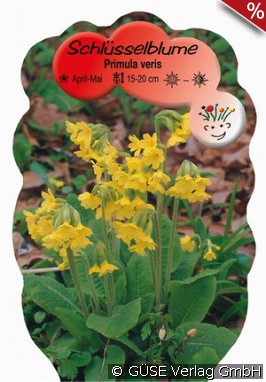 Duftende Schlüsselblume